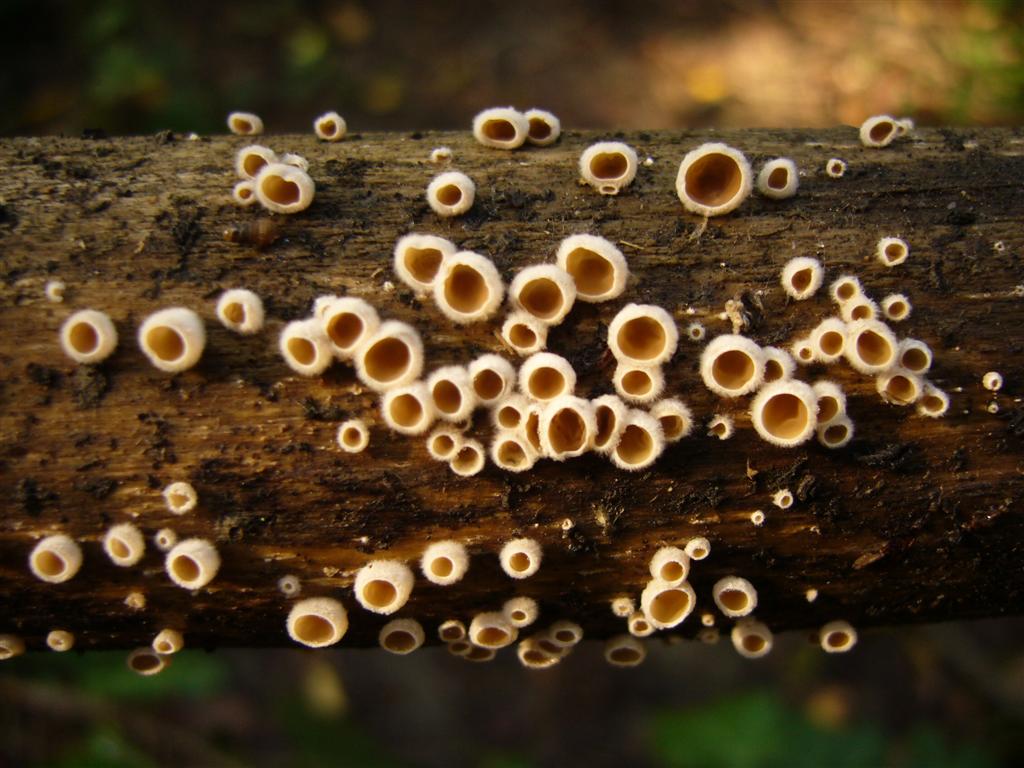 Un''idea di che fungo sia